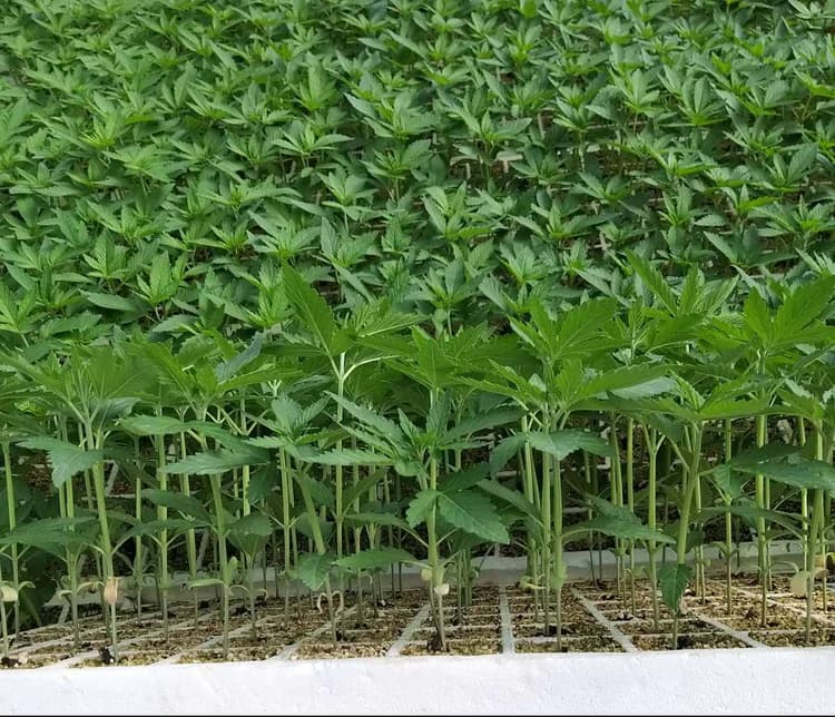 Plantare - etapă din parcursul Cannapopolis