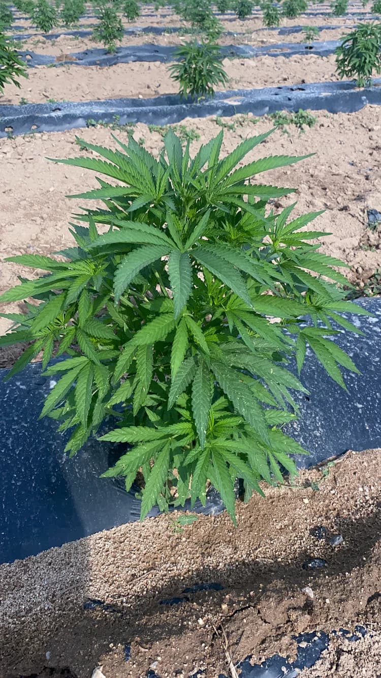 Vegetație - etapă din parcursul Cannapopolis